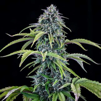 Mephisto Genetics - 24 Carat