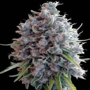 Ace Seeds - Killer A5 Haze