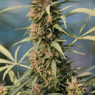 Serious Seeds - Serious 6