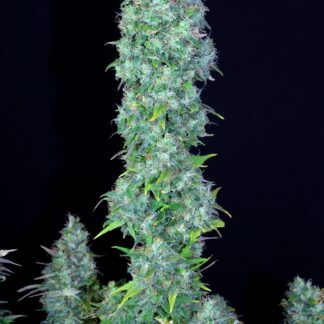 Serious Seeds - Serious Happiness