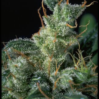 Serious Seeds - Kali Mist