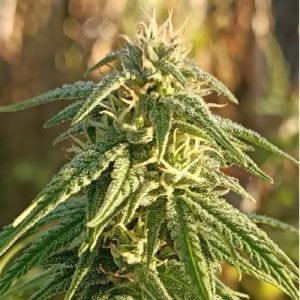 Ace Seeds - Himalayan Snow