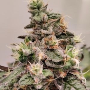 Ace Seeds - Kashmir