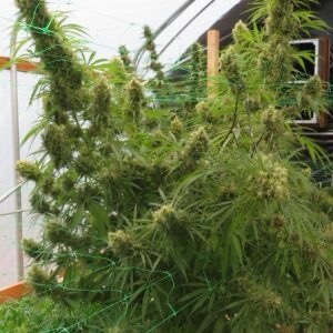 Ace Seeds - Honduras