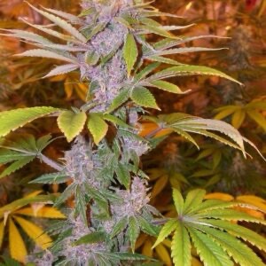 Ace Seeds - Pakistan Chitral Kush