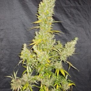 Ace Seeds - Zamaldelica
