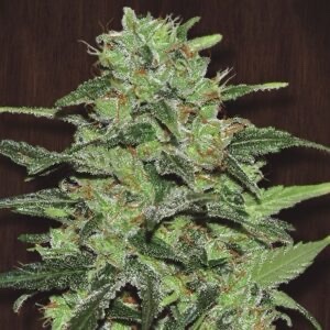 Ace Seeds - Malawi