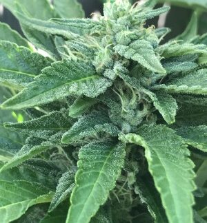 Brothers Grimm Seeds - Airborne G13 S1