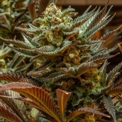 Brothers Grimm Seeds - Cinderella 99