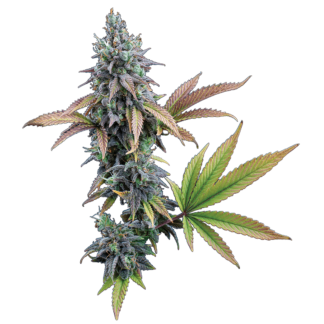 Brothers Grimm Seeds- Cinderella 99 XX