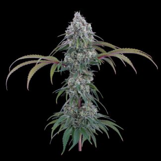 Brothers Grimm Seeds - Ocifer