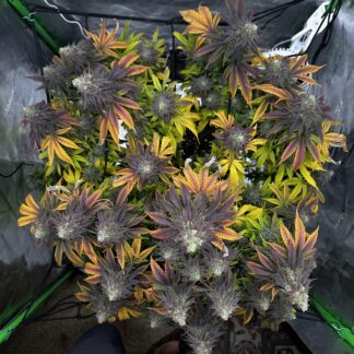 Brothers Grimm Seeds - Ricky's Hash Plant (Trailer Park Boys Collab)