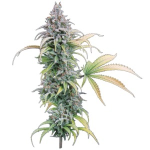 Brothers Grimm Seeds - Thai Herer 99