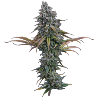 Brothers Grimm Seeds - Space Queen