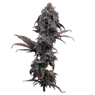 Brothers Grimm Seeds - Princess Haze