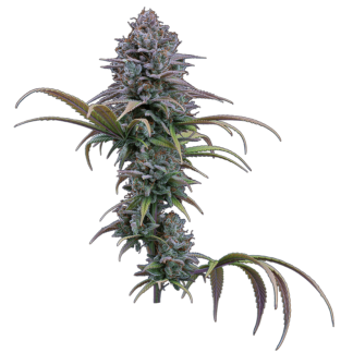 Brothers Grimm Seeds - Grimm Glue