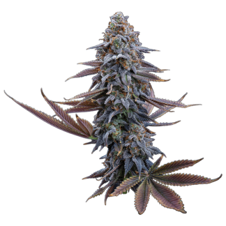 Brothers Grimm Seeds - G13 Genius