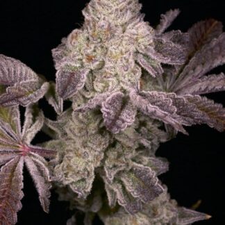 Archive Seeds - Dark Rainbow 2.0