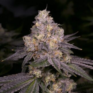 Archive Seeds - Dark Dosi