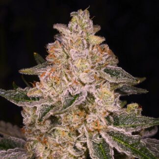 Archive Seeds - Valley Vixen