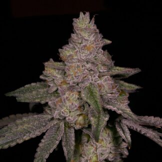 Archive Seeds - Blue Belts