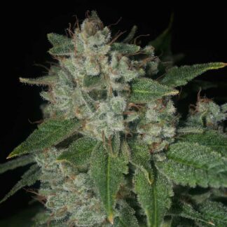 Archive Seeds - Casper OG