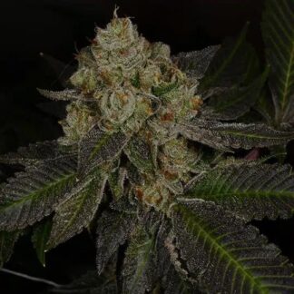 Archive Seeds - Crippy Killer