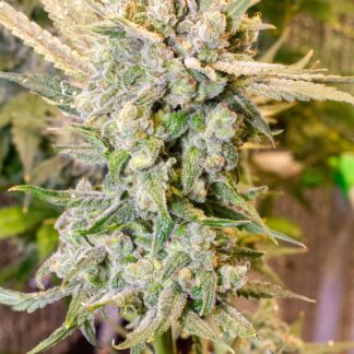 Mr Nice Seedbank - Super Silver Haze