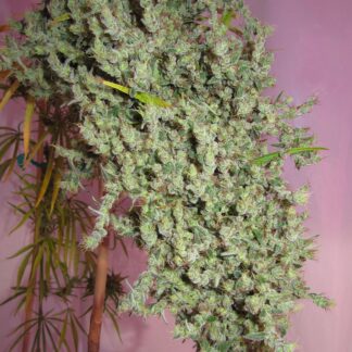 Mr Nice Seedbank - Neville's Haze