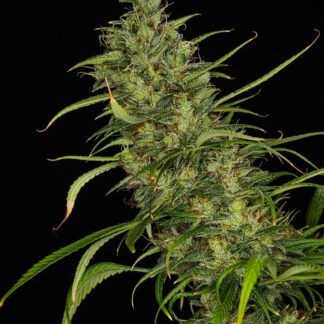 Mr Nice Seedbank - Mango Haze