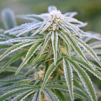 Mr Nice Seedbank - Neville's Haze X Mango