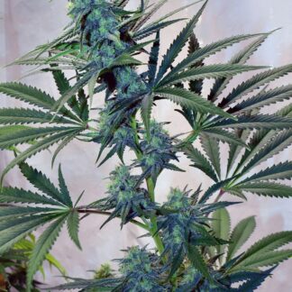 Mr Nice Seedbank - Skunk Haze