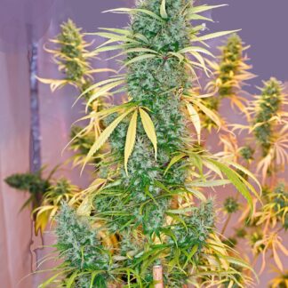 Mr Nice Seedbank - Holy Grail