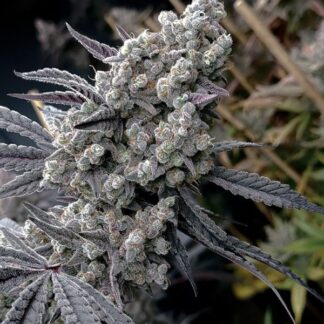 Solfire Gardens - Pineapple Pucker