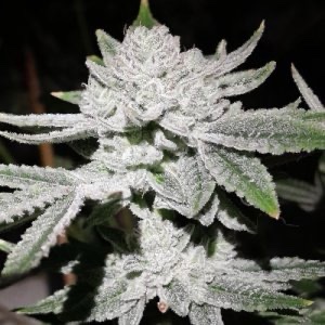 In House Genetics - Tacky Glue