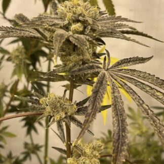 In House Genetics - Platinumz