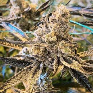 In House Genetics - Masterpiece