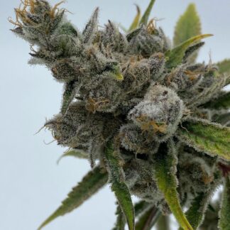 In House Genetics - Cakes N Cream