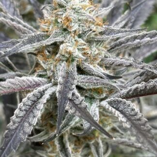 Lovin In Her Eyes - Strawberry Cadillac