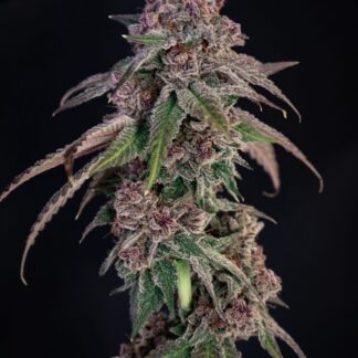 Lovin In Her Eyes - Louisiana Pine