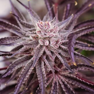 Lovin In Her Eyes - Grape Amethyst