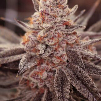 Lovin In Her Eyes - Boardwalk Bubba