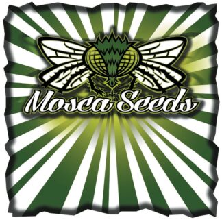 Mosca Seeds - Z Lime Razzle