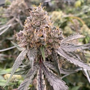 Mosca Seeds - Gummy Bears (Auto)