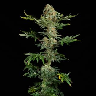 Doctor's Choice - Freaky Ryder (Auto)