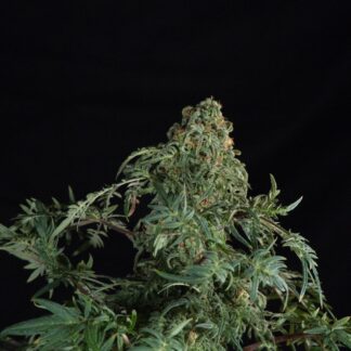 Doctor's Choice - Freaky Fast F1 BX