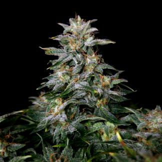 Doctor's Choice - Lowryder (Reg)