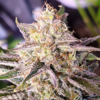 Night Owl Seeds - Microverse Morsels V2 (Auto)