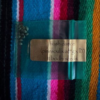 Bodhi Seeds - Flash Dance