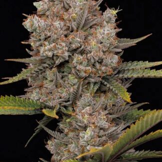 Humboldt Seed Co - Hella Jelly (Auto)